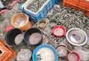 শ্যামনগরে অপদ্রব্য মিশ্রিত ২১০ কেজি বাগদা ও গলদা চিংড়ি জব্দ, আটক- ২, এক লাখ টাকা জরিমানা