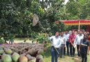 সাতক্ষীরায় সরকারিভাবে গোবিন্দভোগ ও গোপালভোগ আম ভাঙা শুরু