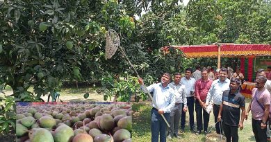 সাতক্ষীরায় সরকারিভাবে গোবিন্দভোগ ও গোপালভোগ আম ভাঙা শুরু
