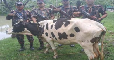 কলারোয়া সীমান্ত থেকে ১ টি ভারতীয় গরু জব্দ