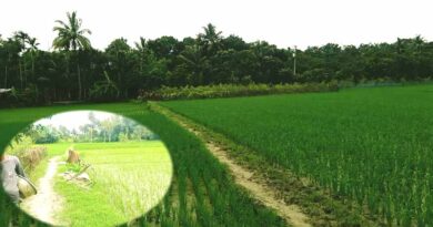 কলারোয়ার উত্তর ভাদিয়ালী খালপাড়-মাঠপাড়ায় রাস্তাহীনতায় চরম ভোগান্তি