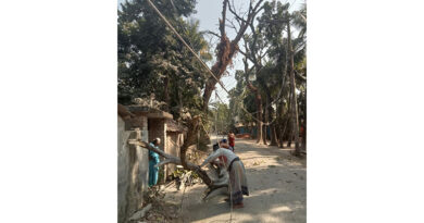 কালিগঞ্জের নাজিমগঞ্জ টু নূরনগর সড়কের দুই পাশে মরা শিশুফুল গাছ যেন মরণফাঁদ, দ্রুত অপসারণের দাবি