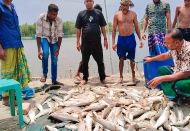 কালিগঞ্জে পূর্বশত্রুতার জেরে গভীর রাতে মৎস্য ঘেরে বিষ প্রয়োগ: এলাকায় চাঞ্চল্য