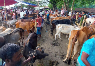 সাতক্ষীরায় কোরবানির জন্য প্রস্তুত ১ লাখ ২০ গবাদিপশু, উদ্বৃত্ত থাকবে ১৯ হাজার