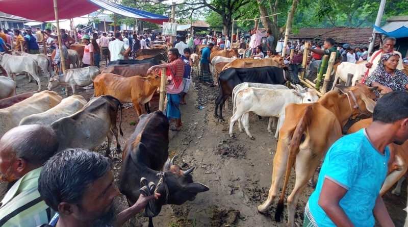 সাতক্ষীরায় কোরবানির জন্য প্রস্তুত ১ লাখ ২০ গবাদিপশু, উদ্বৃত্ত থাকবে ১৯ হাজার