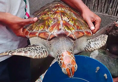 সাতক্ষীরার কোবাতক নদীতে ধরা পড়ল বিরল প্রজাতির সামুদ্রিক কচ্ছপ