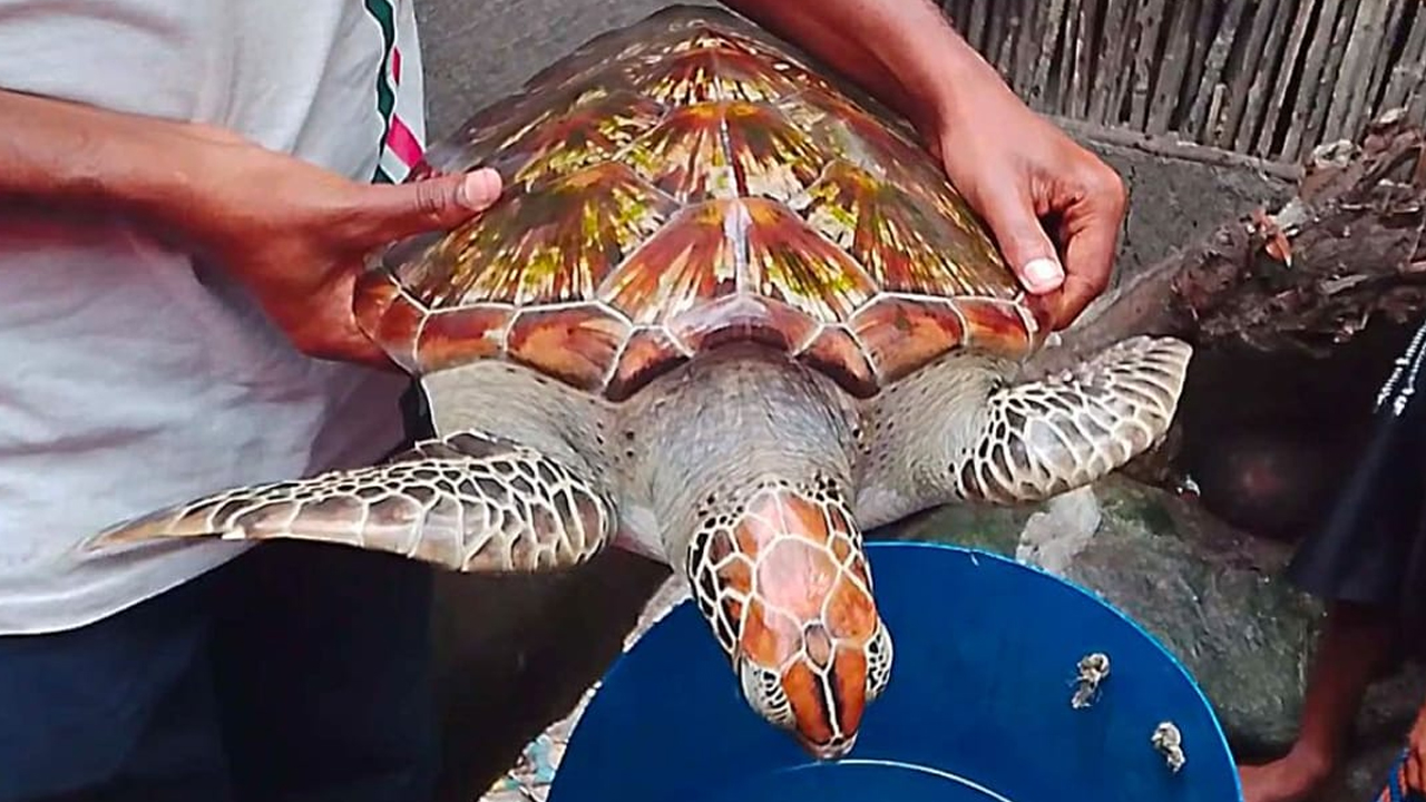 সাতক্ষীরার কোবাতক নদীতে ধরা পড়ল বিরল প্রজাতির সামুদ্রিক কচ্ছপ